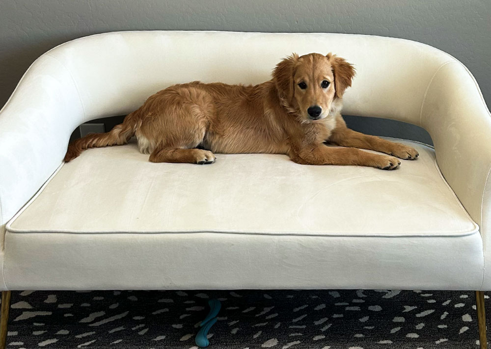 Belle from Stony Meadows Puppies | Mini Golden Retriever Breeders
