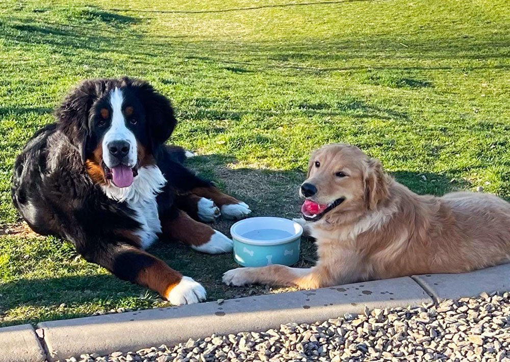 Belle from Stony Meadows Puppies | Mini Golden Retriever Breeders