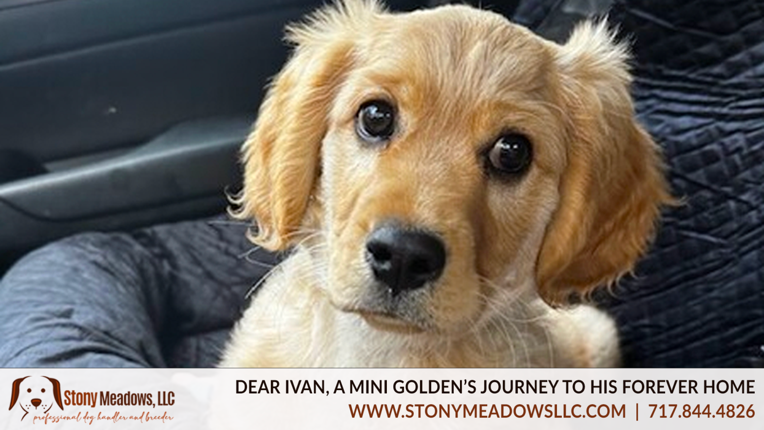A Mini Golden’s Journey | Stony Meadows