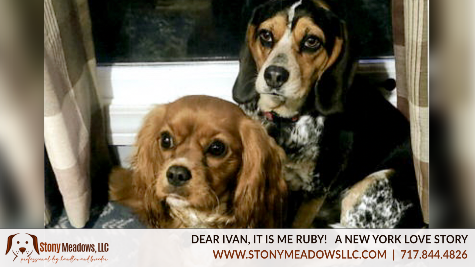 Dear Ivan | Stony Meadows Update