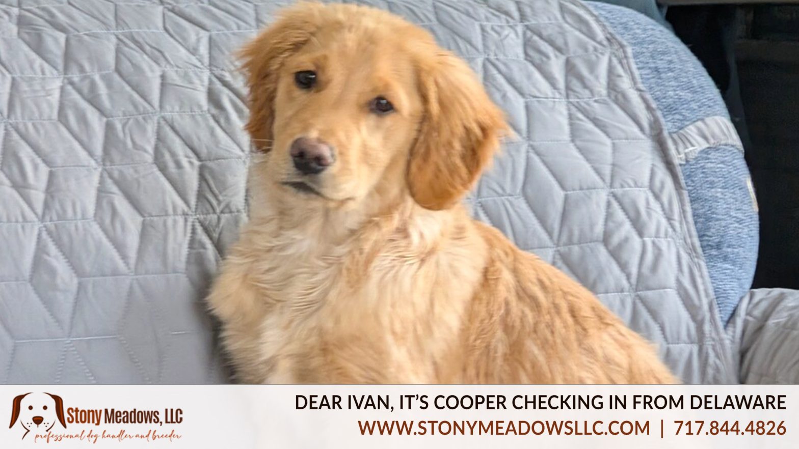 Mini Golden Retriever | Dear Ivan, It's Cooper Checking In
