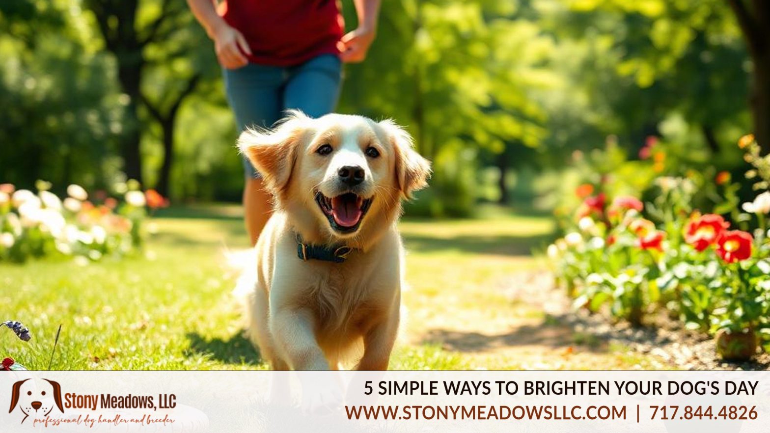 5 Simple Ways to Brighten Your Dog's Day | Stony Meadows Puppies