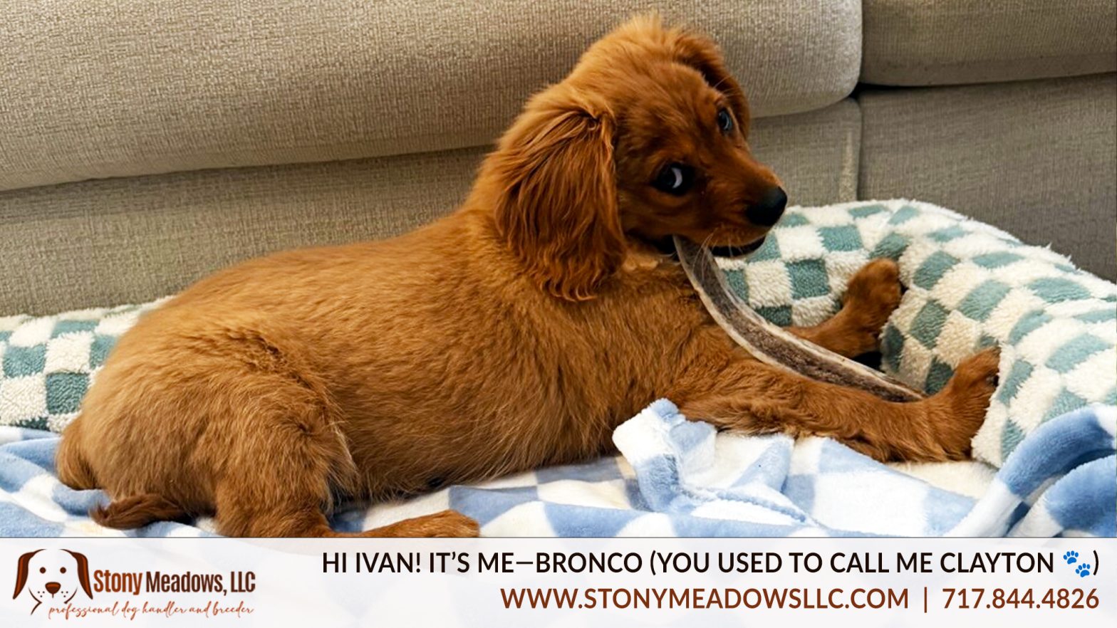 Mini Golden Bronco | Stony Meadows