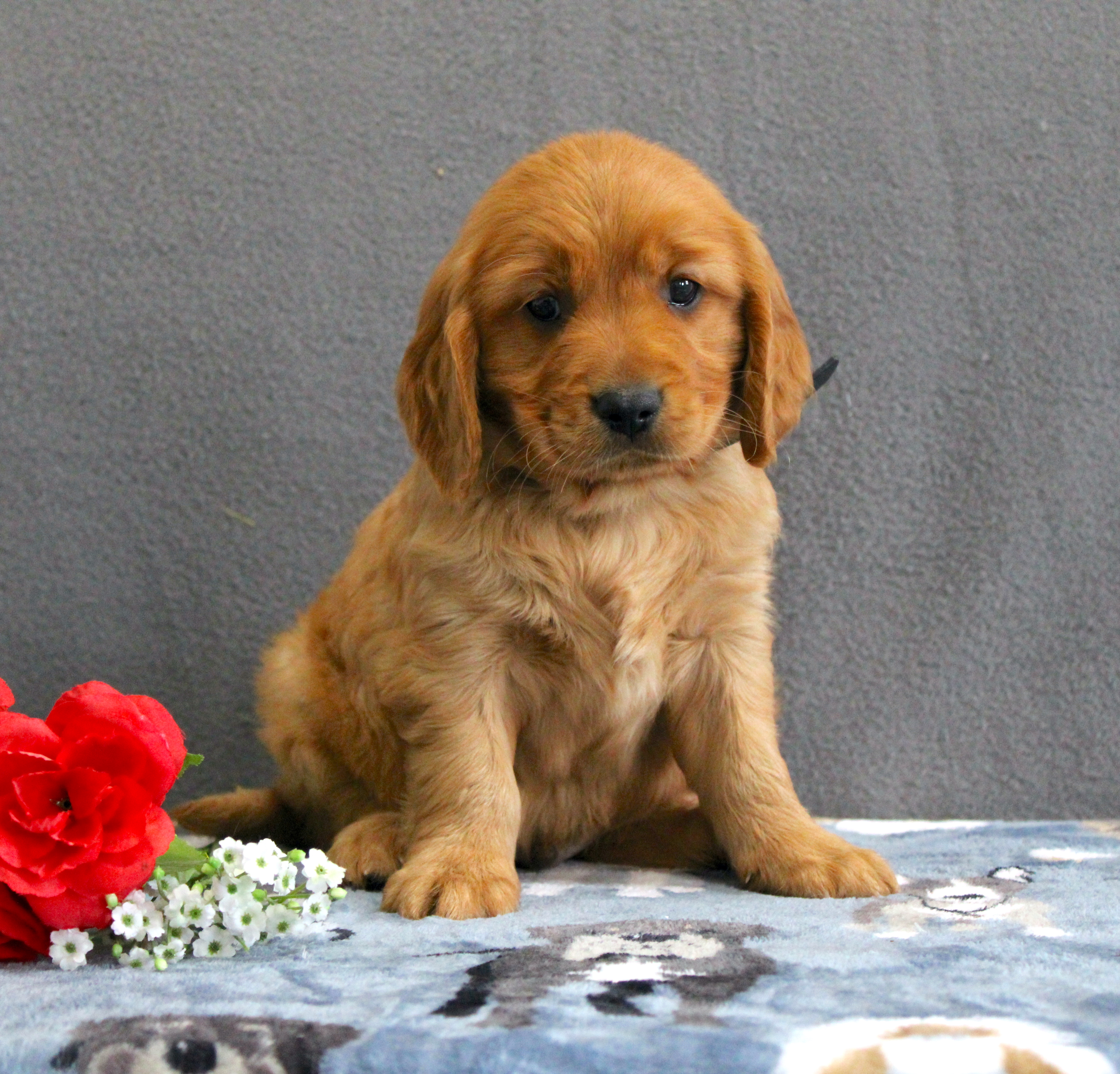 puppy, for, sale, Miniature Golden Retriever, Ivan J. Stoltzfus, dog, breeder, Dornsife, PA, dog-breeder, puppy-for-sale, forsale, nearby, find, puppyfind, locator, puppylocator, aca
