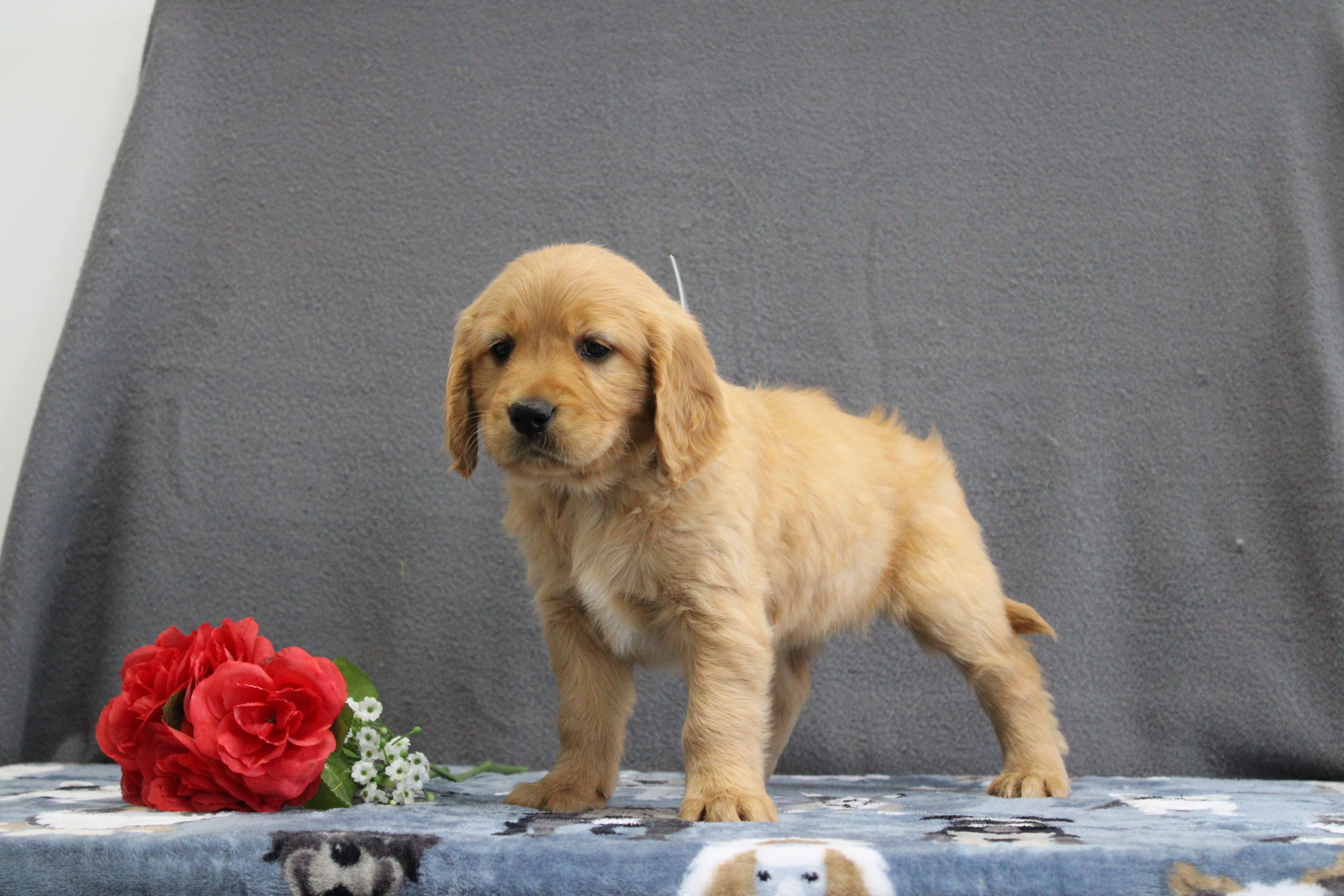 puppy, for, sale, Miniature Golden Retriever, Ivan J. Stoltzfus, dog, breeder, Dornsife, PA, dog-breeder, puppy-for-sale, forsale, nearby, find, puppyfind, locator, puppylocator, aca